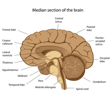 brain_image